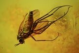 Detailed Fossil Fly (Diptera) & Plant (Long Leaf) In Baltic Amber #48228-1